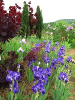 /album/galerie-de-photos-floraisons/jardin-2014-100-comp-jpg/